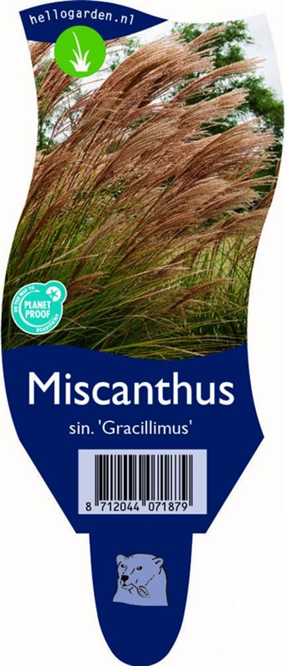 Miscanthus sin. 'Gracillimus' - P11